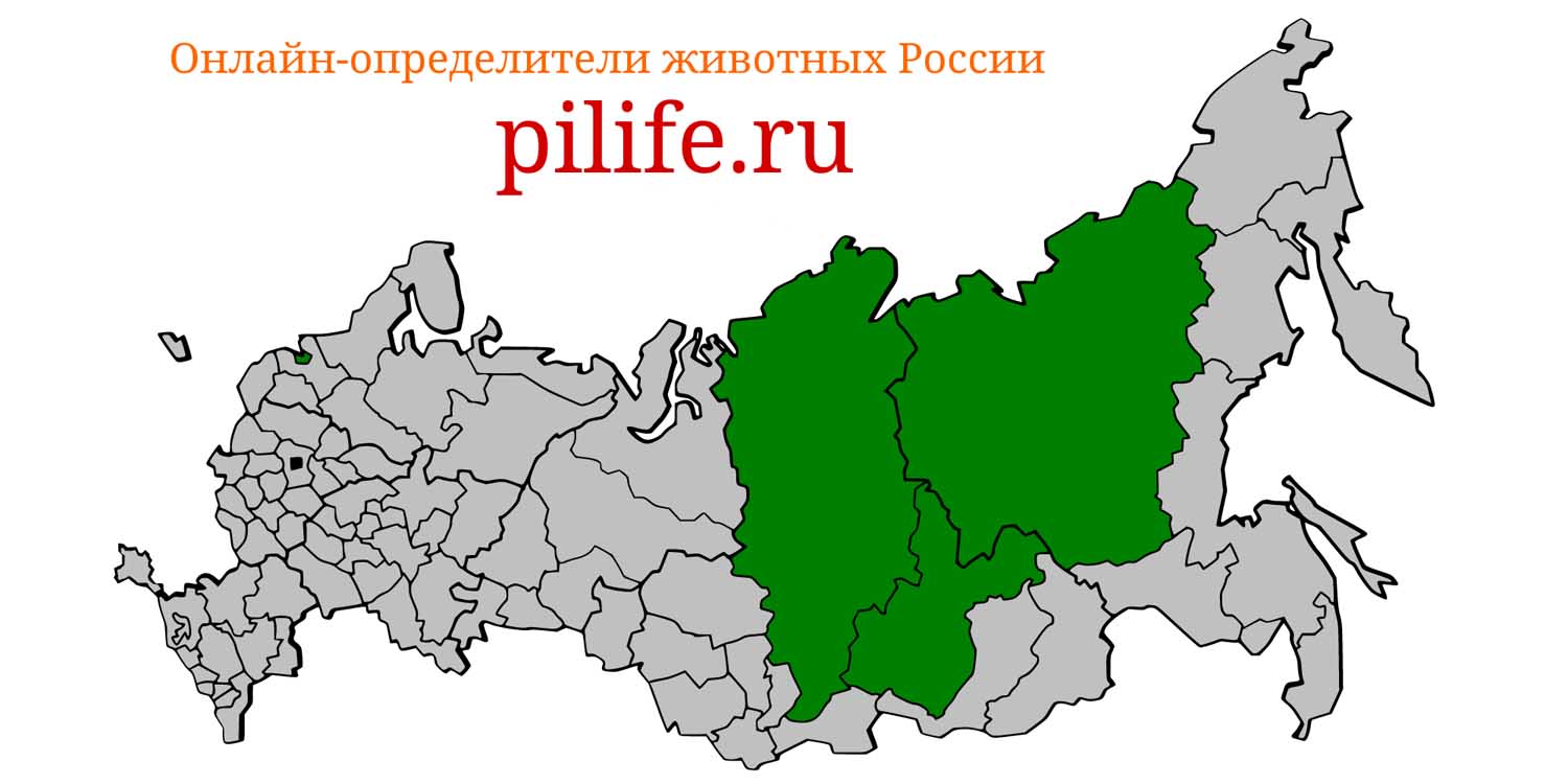 Ареал обитания Ochotona turuchanensis на карте России