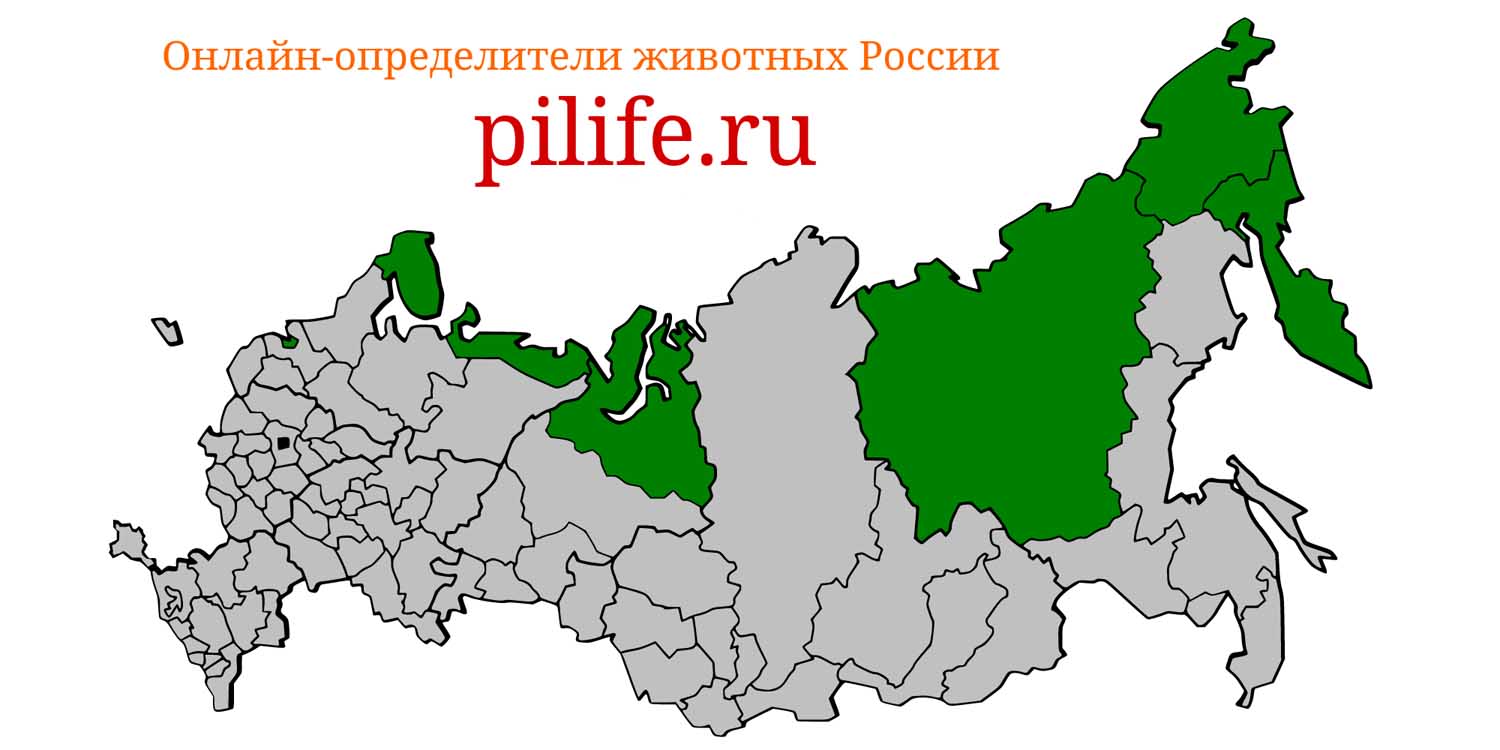 Ареал обитания Odobenus rosmarus на карте России