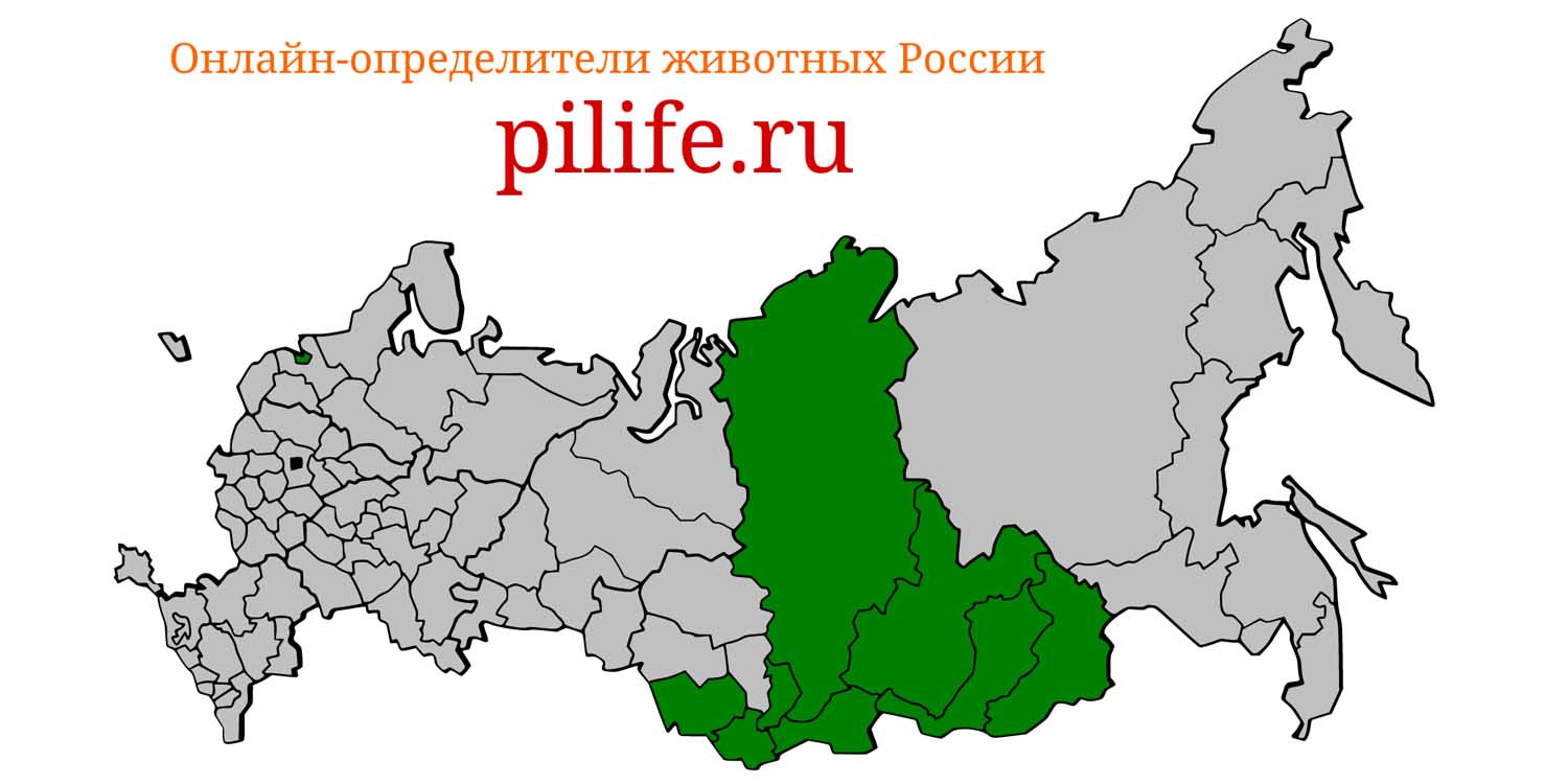 Ареал обитания Otocolobus manul на карте России