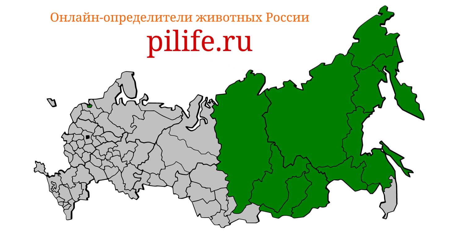 Ареал обитания Ovis nivicola на карте России