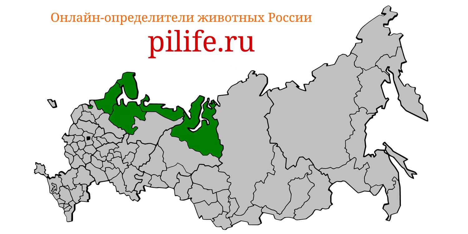 Ареал обитания Pagophilus groenlandicus на карте России
