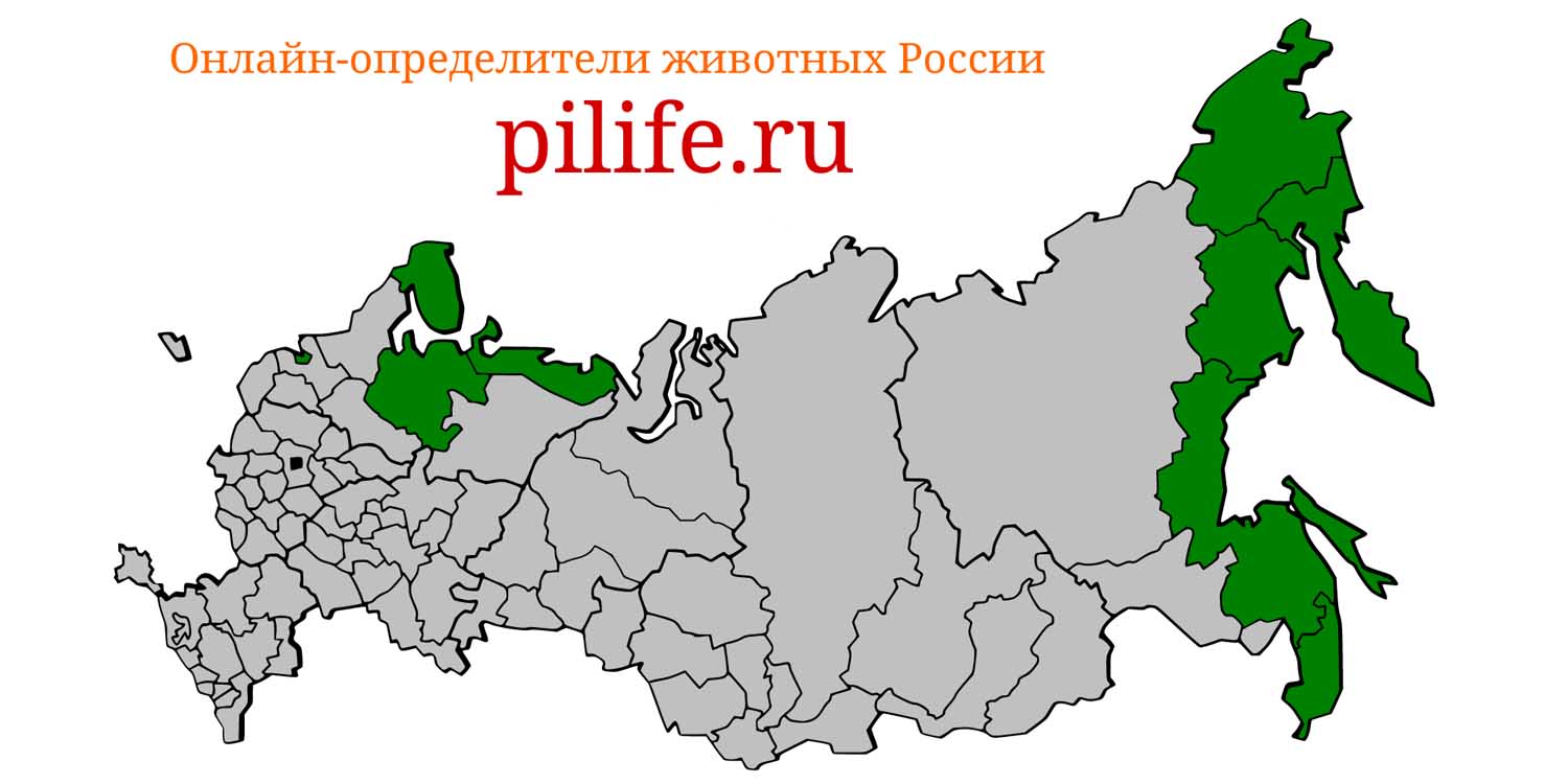 Ареал обитания Phoca vitulina на карте России