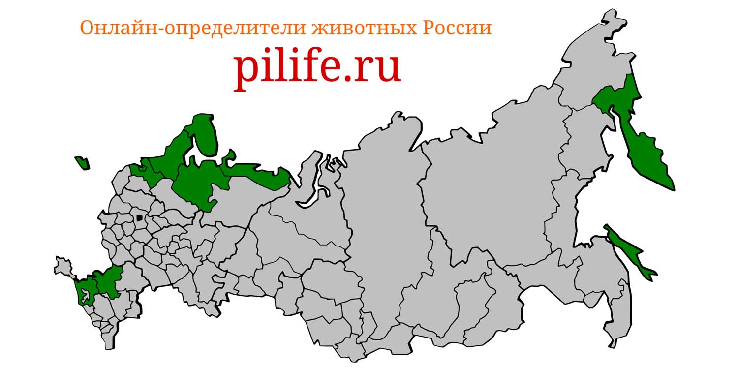 Ареал обитания Phocoena phocoena на карте России