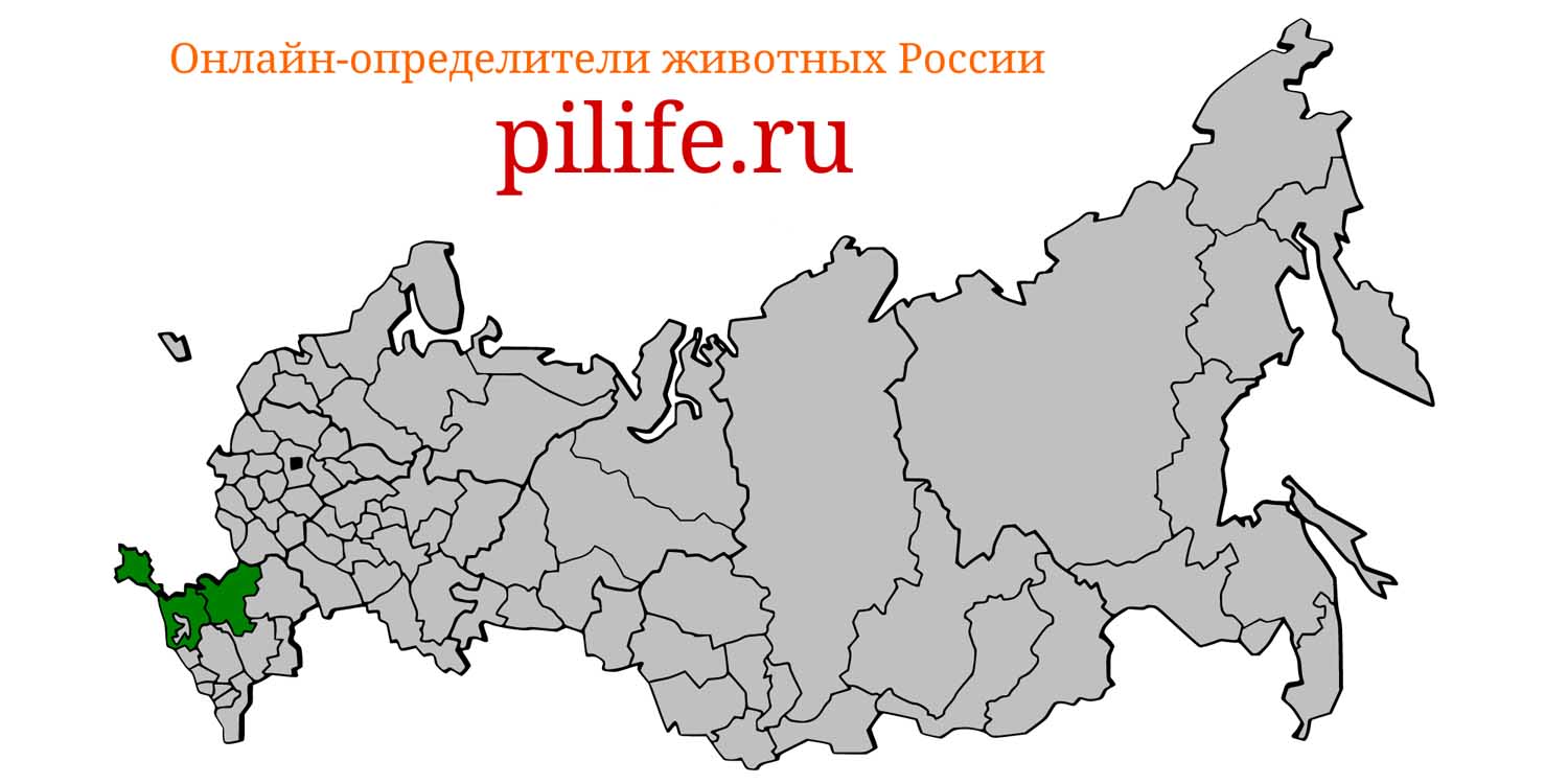 Ареал обитания Phocoena relicta на карте России