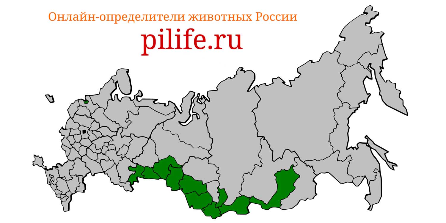 Ареал обитания Phodopus sungorus на карте России