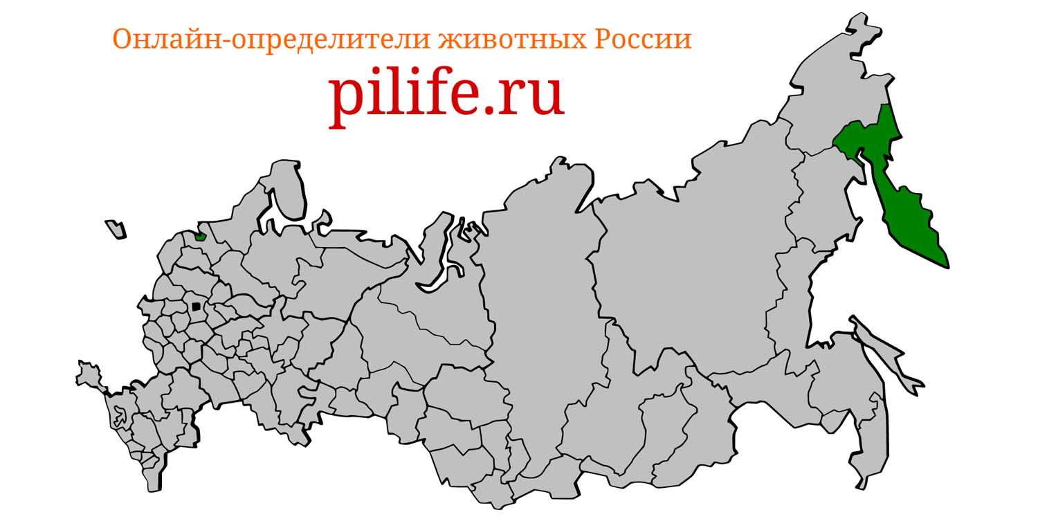 Ареал обитания Physeter macrocephalus на карте России