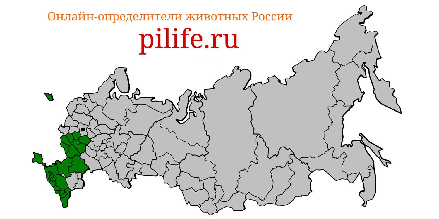 Ареал обитания Pipistrellus pipistrellus на карте России