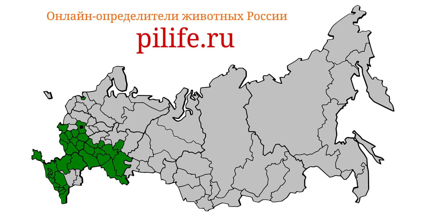 Ареал обитания Pipistrellus pygmaeus на карте России