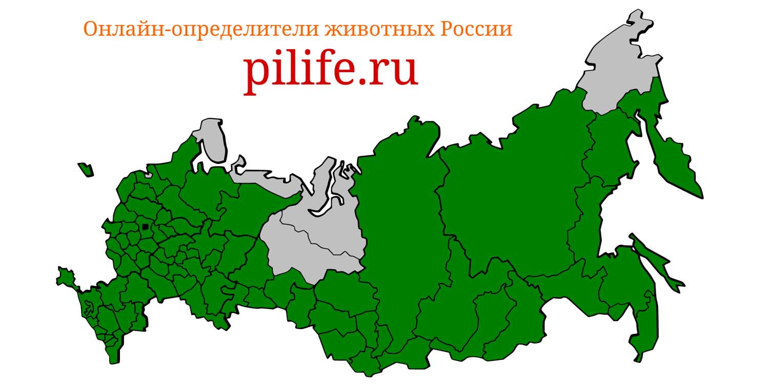 Ареал обитания Plecotus auritus на карте России
