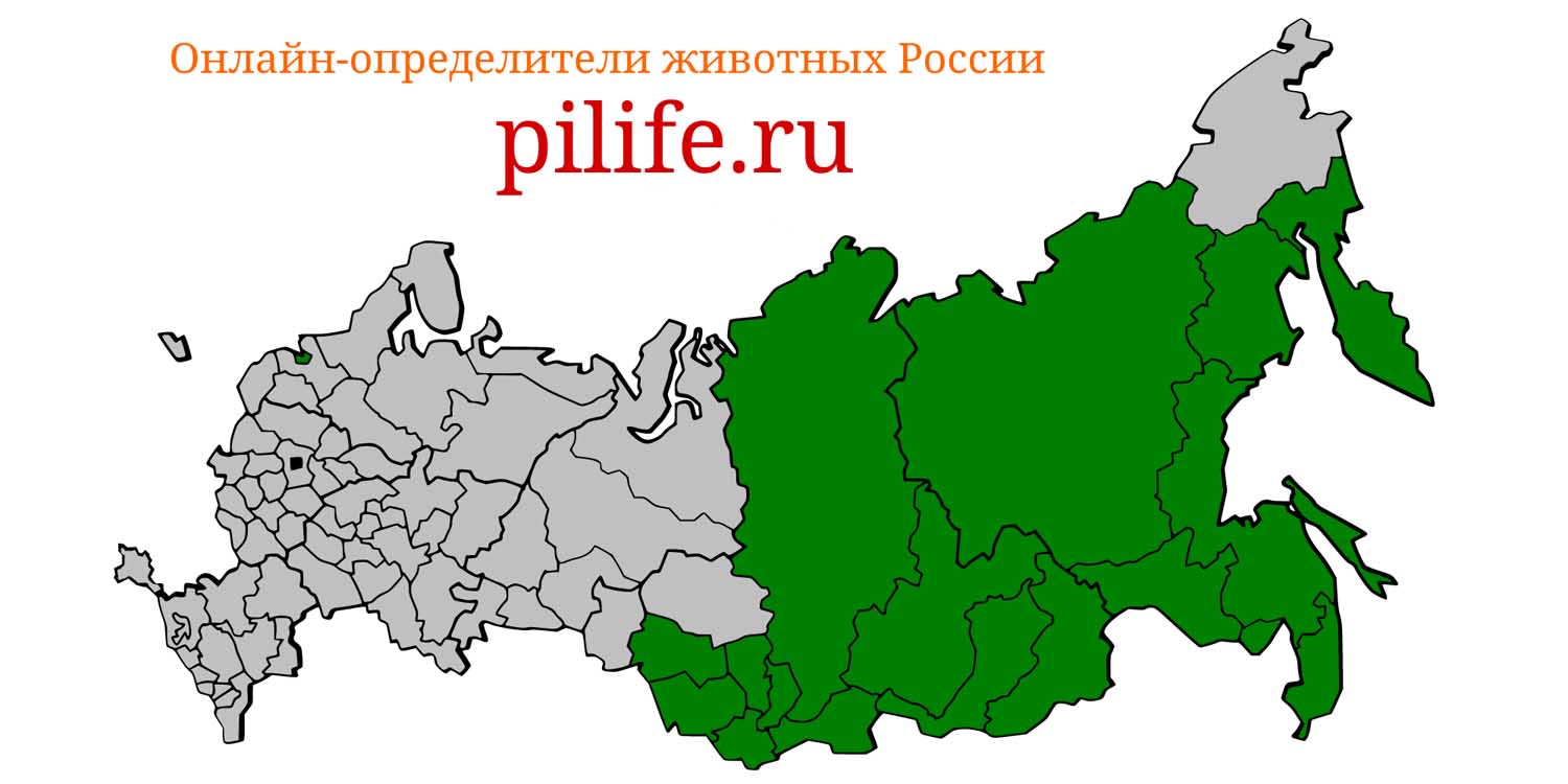 Ареал обитания Plecotus ognevi на карте России