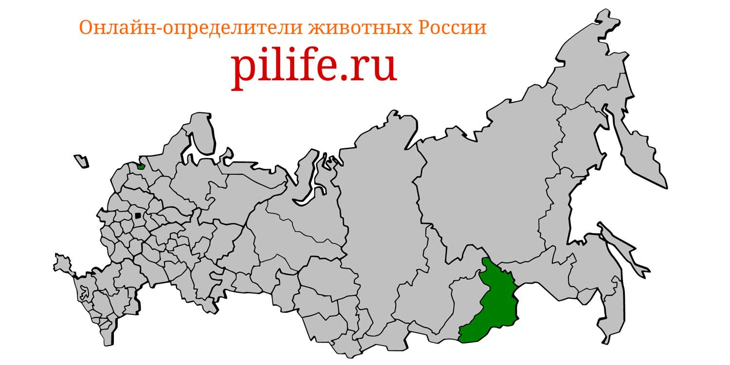 Ареал обитания Procapra gutturosa на карте России