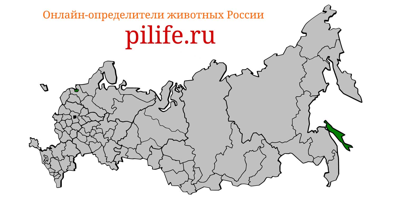 Ареал обитания Pseudorca crassidens на карте России
