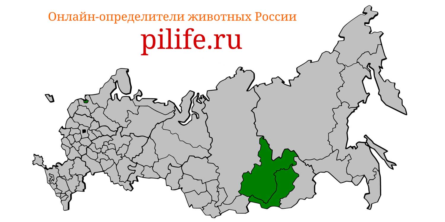 Ареал обитания Pusa sibirica на карте России