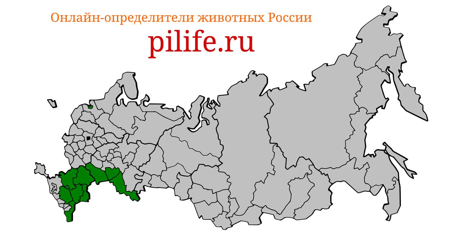 Ареал обитания Pygeretmus pumilio на карте России