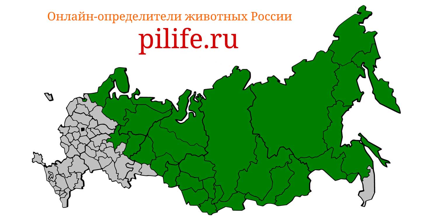 Ареал обитания Rangifer tarandus на карте России