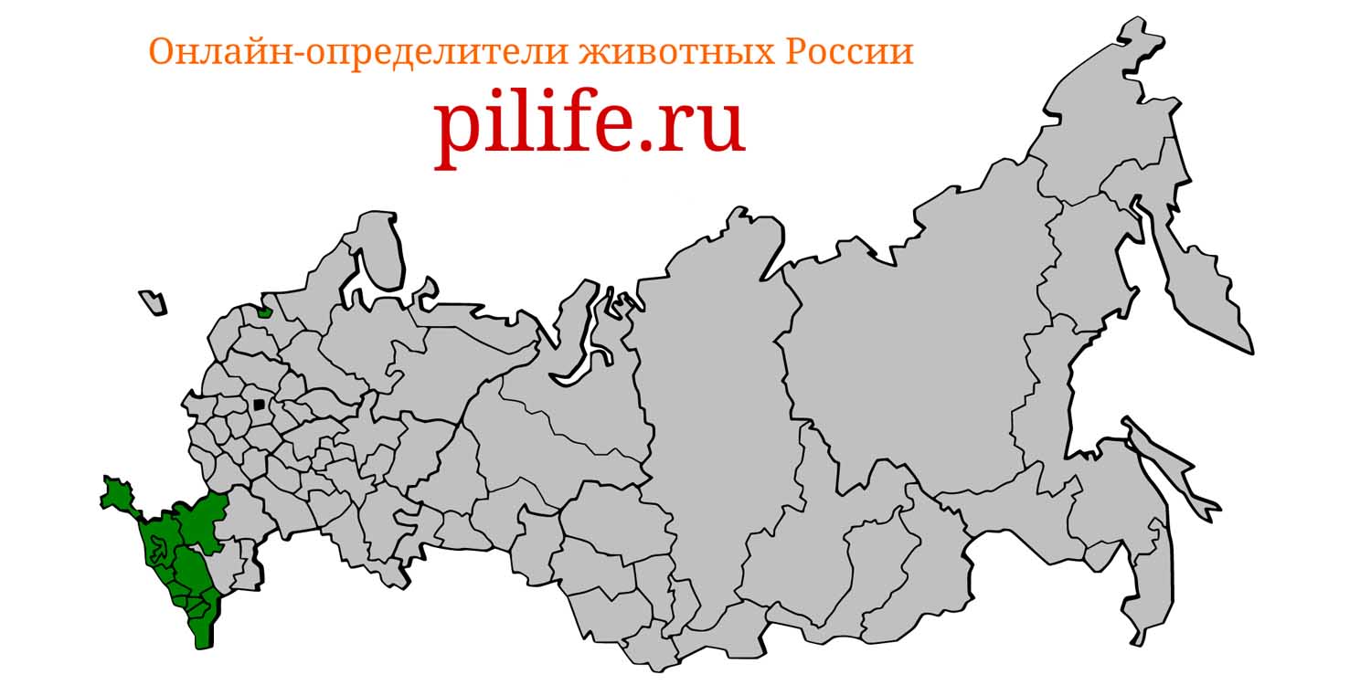 Ареал обитания Rhinolophus hipposideros на карте России