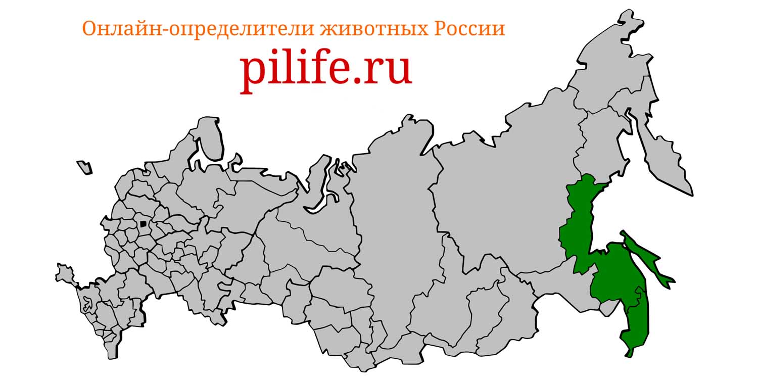 Ареал обитания Sagmatias obliquidens на карте России
