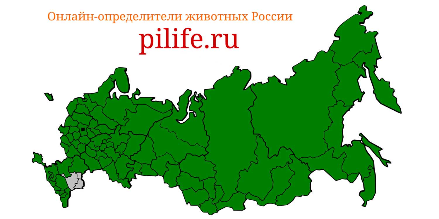 Ареал обитания Sciurus vulgaris на карте России