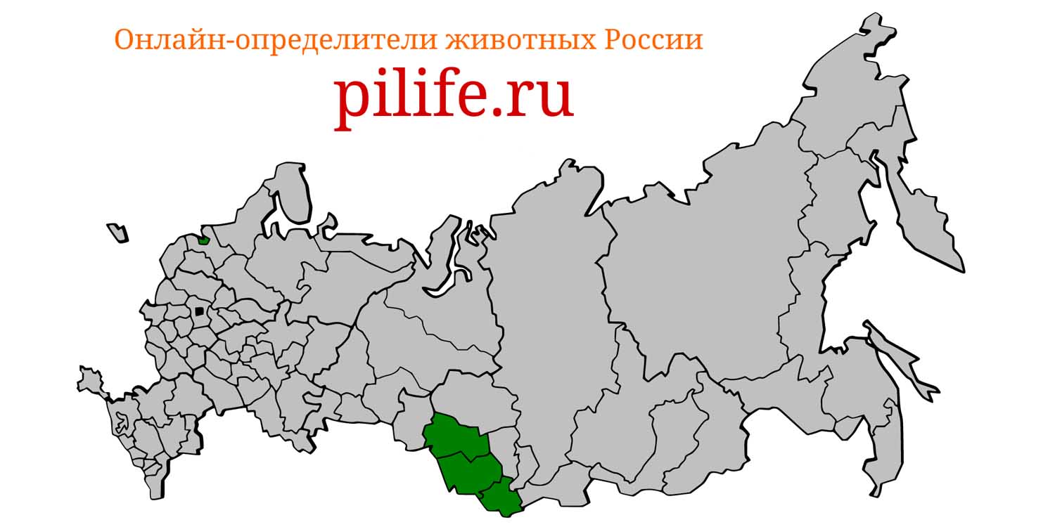 Ареал обитания Sicista napaea на карте России