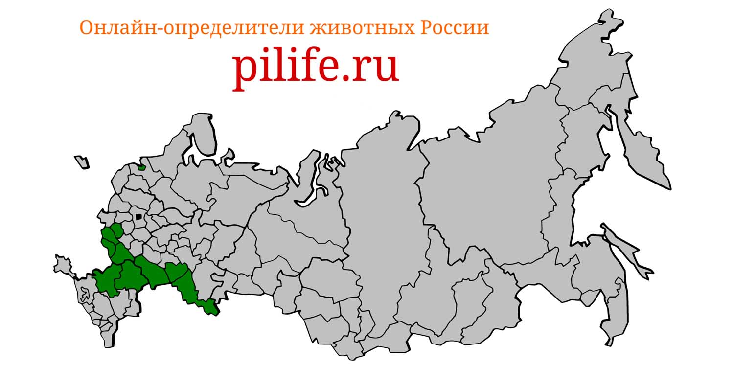 Ареал обитания Sicista severtzovi на карте России