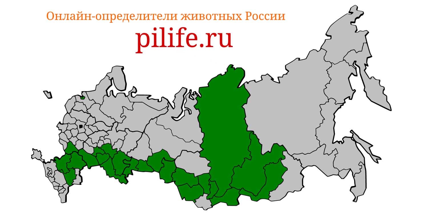 Ареал обитания Sicista subtilis на карте России