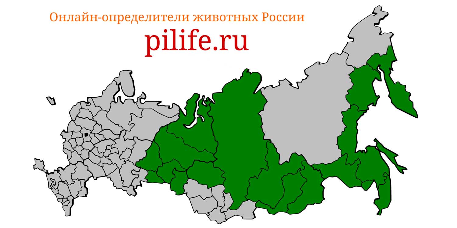 Ареал обитания Sorex daphaenodon на карте России