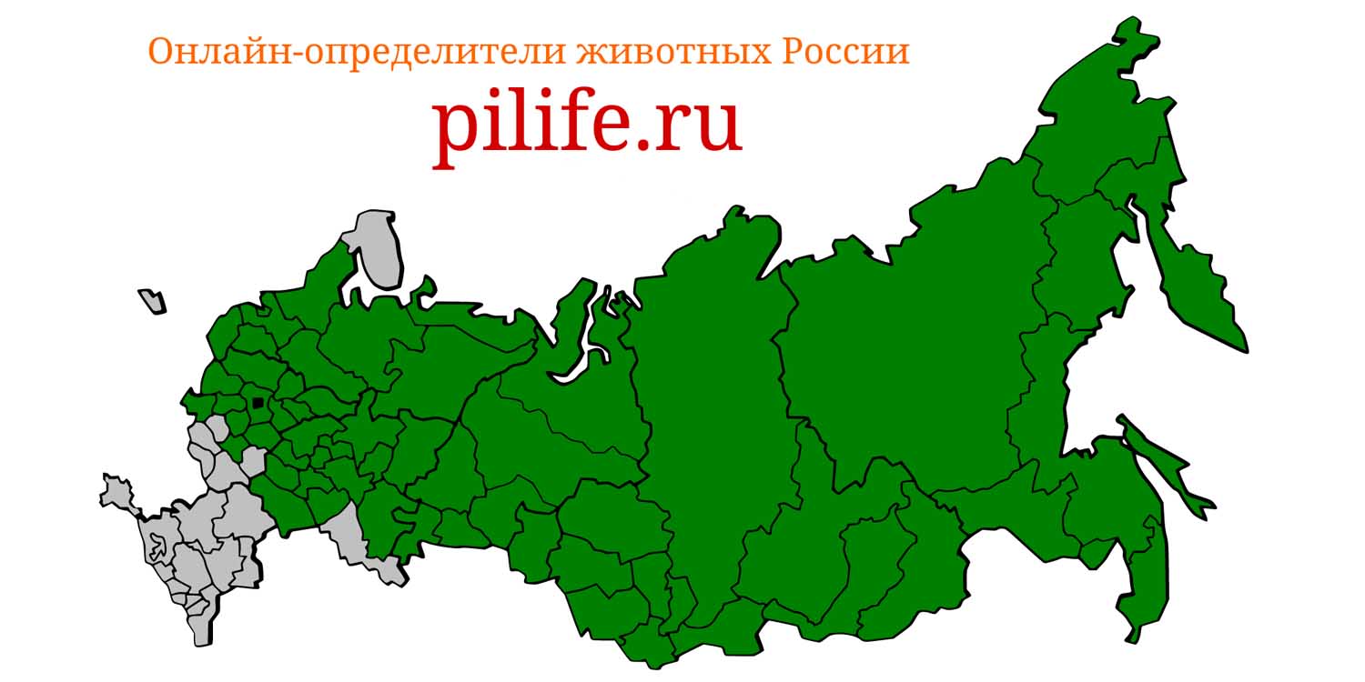 Ареал обитания Sorex isodon на карте России