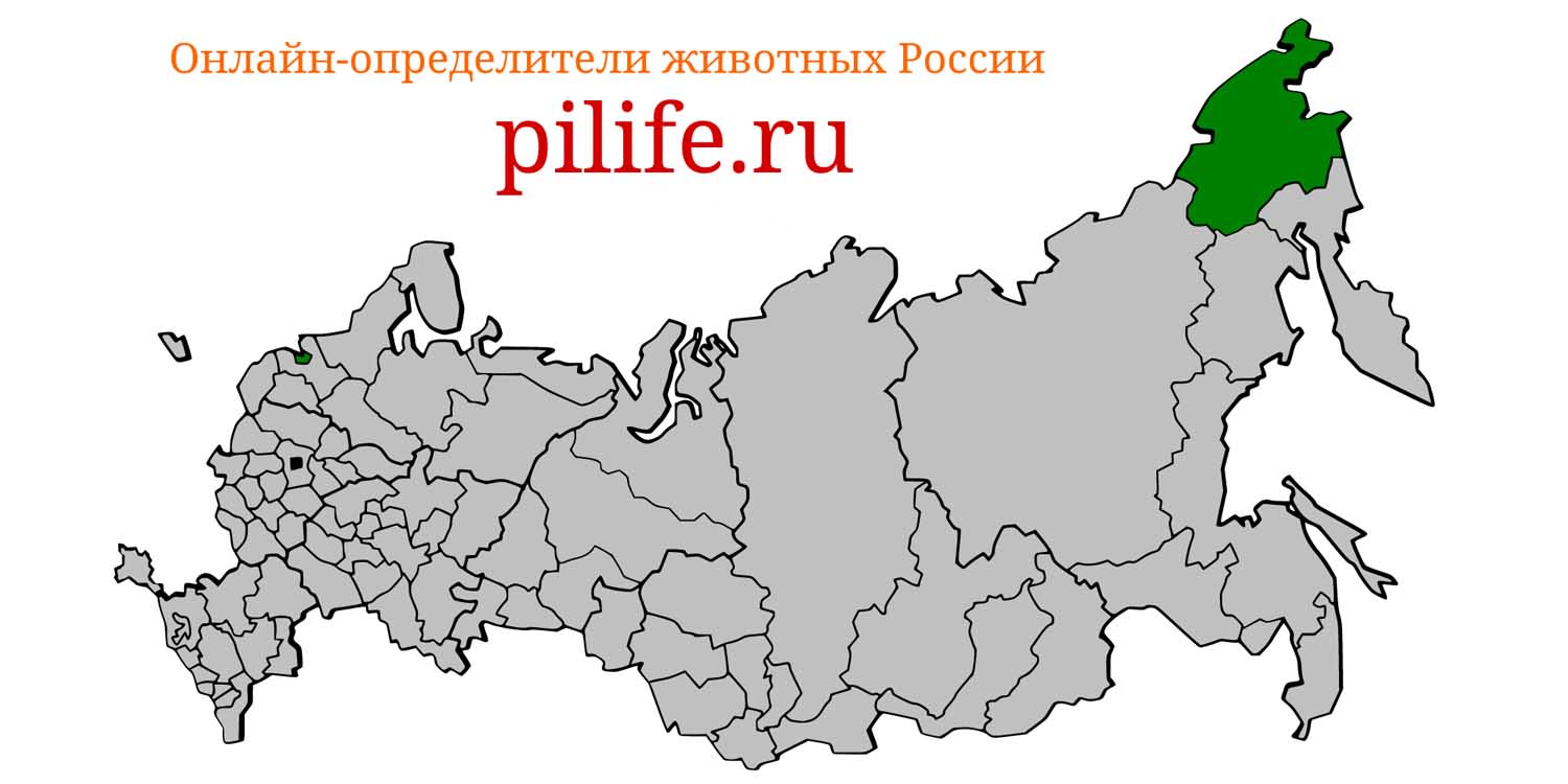 Ареал обитания Sorex portenkoi на карте России
