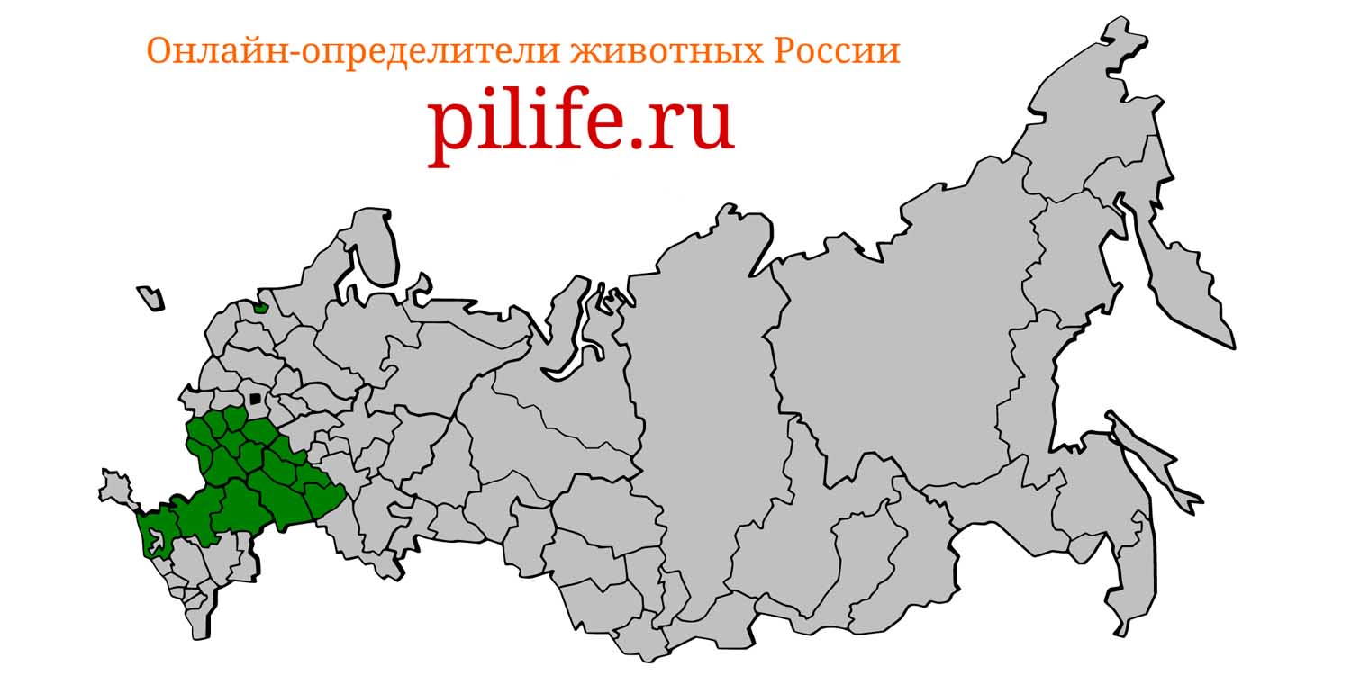Ареал обитания Spalax microphthalmus на карте России