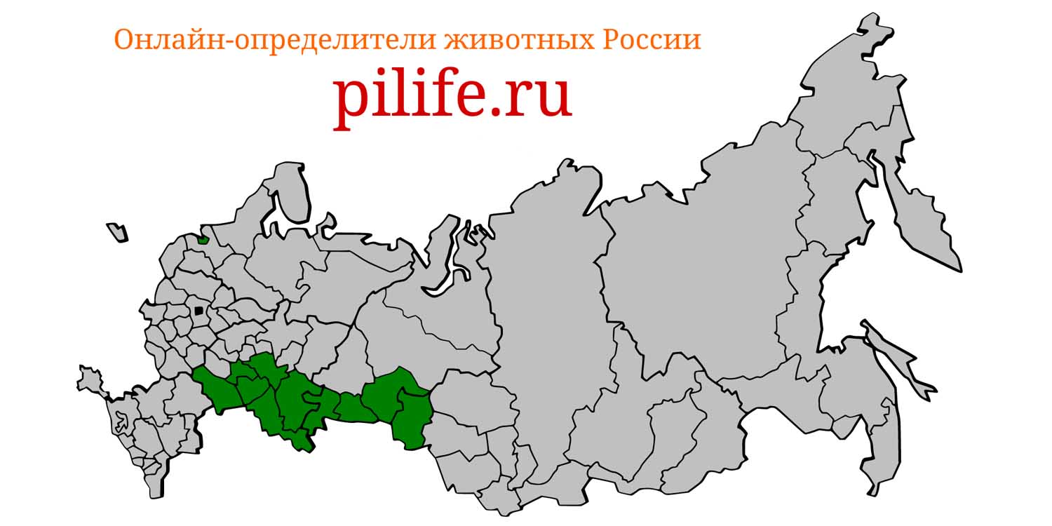 Ареал обитания Spermophilus major на карте России