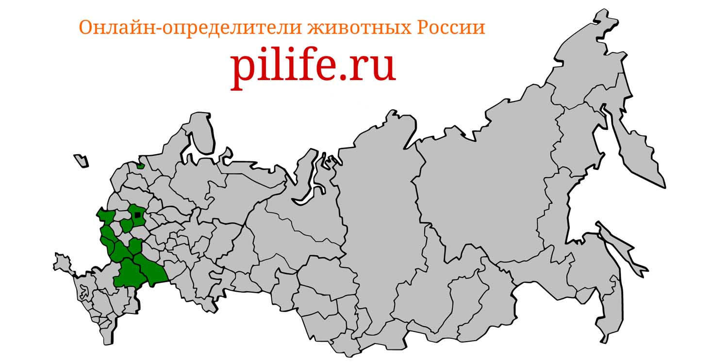 Ареал обитания Spermophilus suslicus на карте России