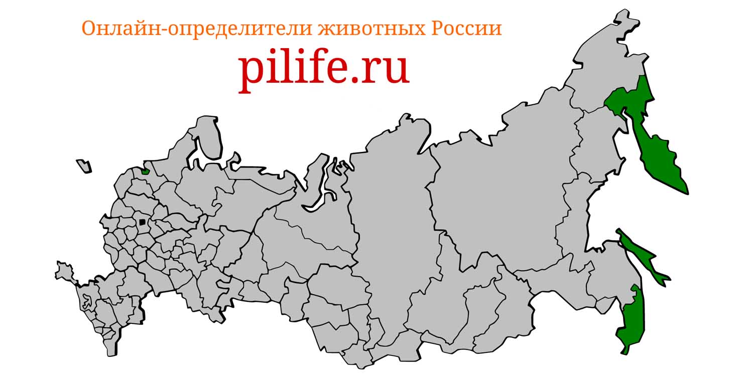 Ареал обитания Stenella coeruleoalba на карте России
