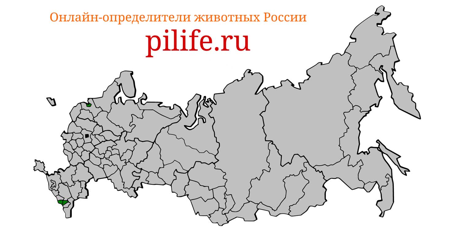 Ареал обитания Suncus etruscus на карте России