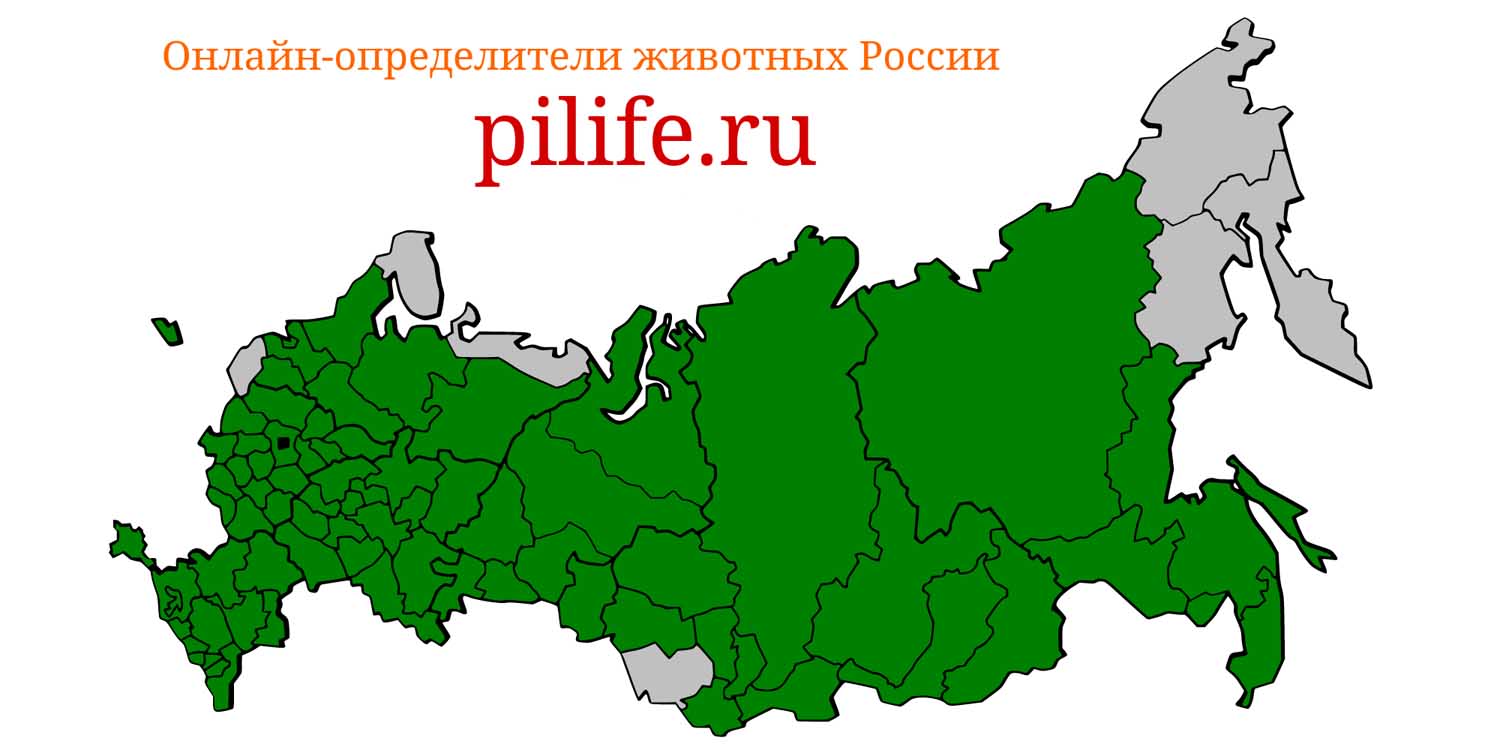 Ареал обитания Sus scrofa на карте России