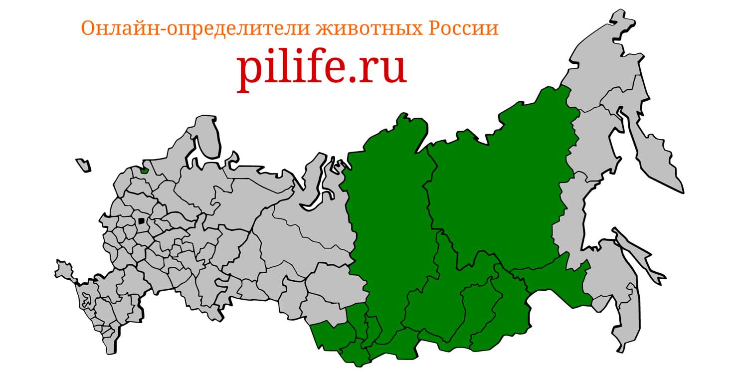 Ареал обитания Urocitellus undulatus на карте России