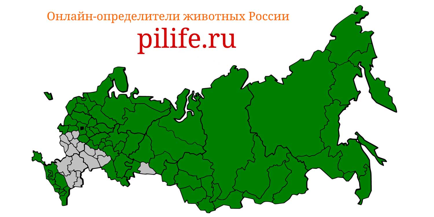 Ареал обитания Ursus arctos на карте России