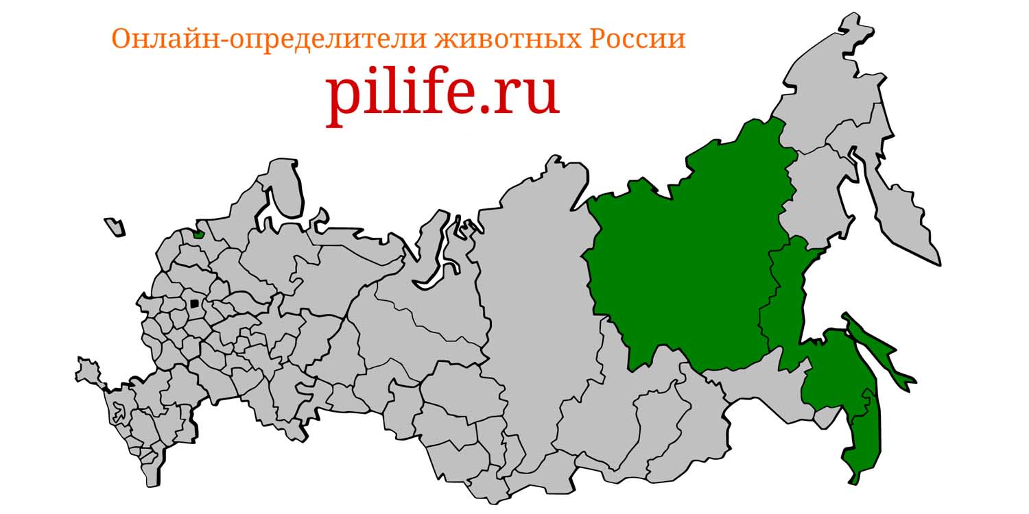 Ареал обитания Ursus thibetanus на карте России
