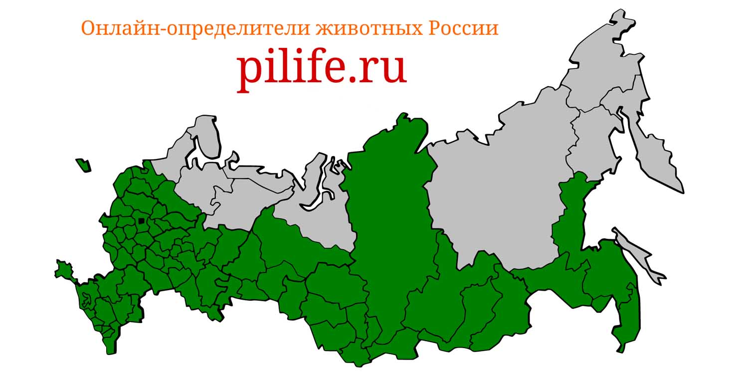 Ареал обитания Vespertilio murinus на карте России