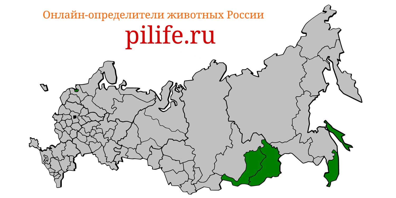 Ареал обитания Vespertilio sinensis на карте России