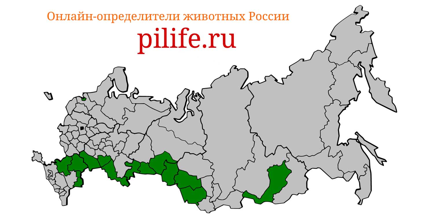 Ареал обитания Vulpes corsac на карте России