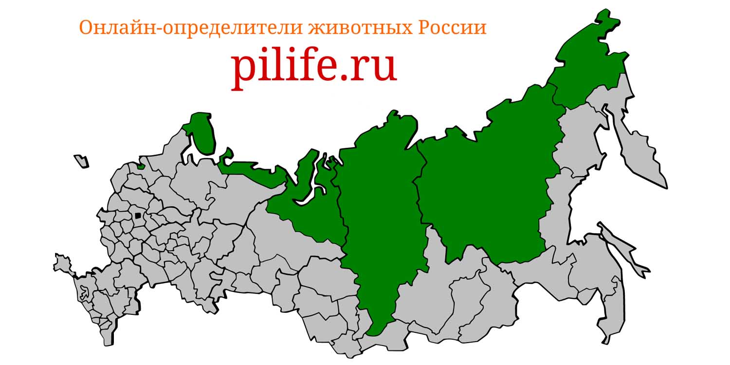 Ареал обитания Vulpes lagopus на карте России