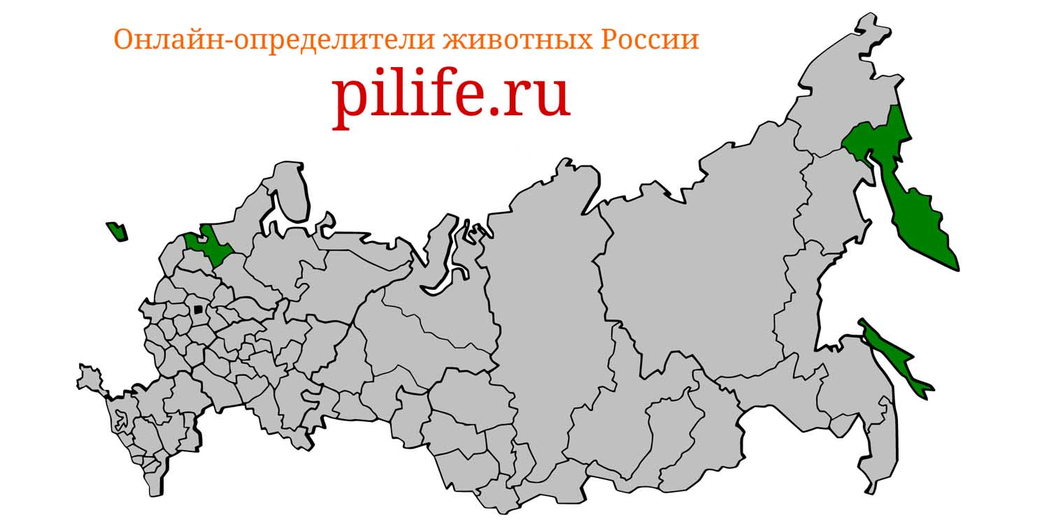 Ареал обитания Ziphius cavirostris на карте России