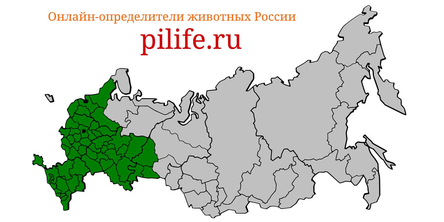 Ареал обитания coronella austriaca на карте России