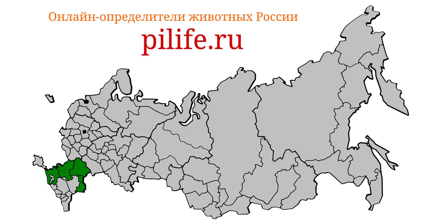 Ареал обитания dolichophis caspius на карте России