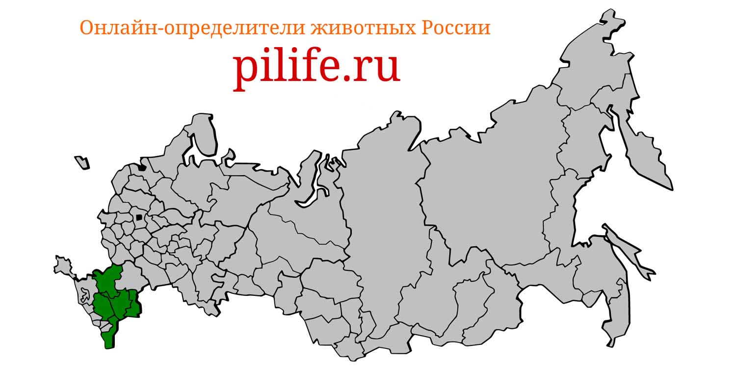 Ареал обитания malpolon monspessulanus на карте России