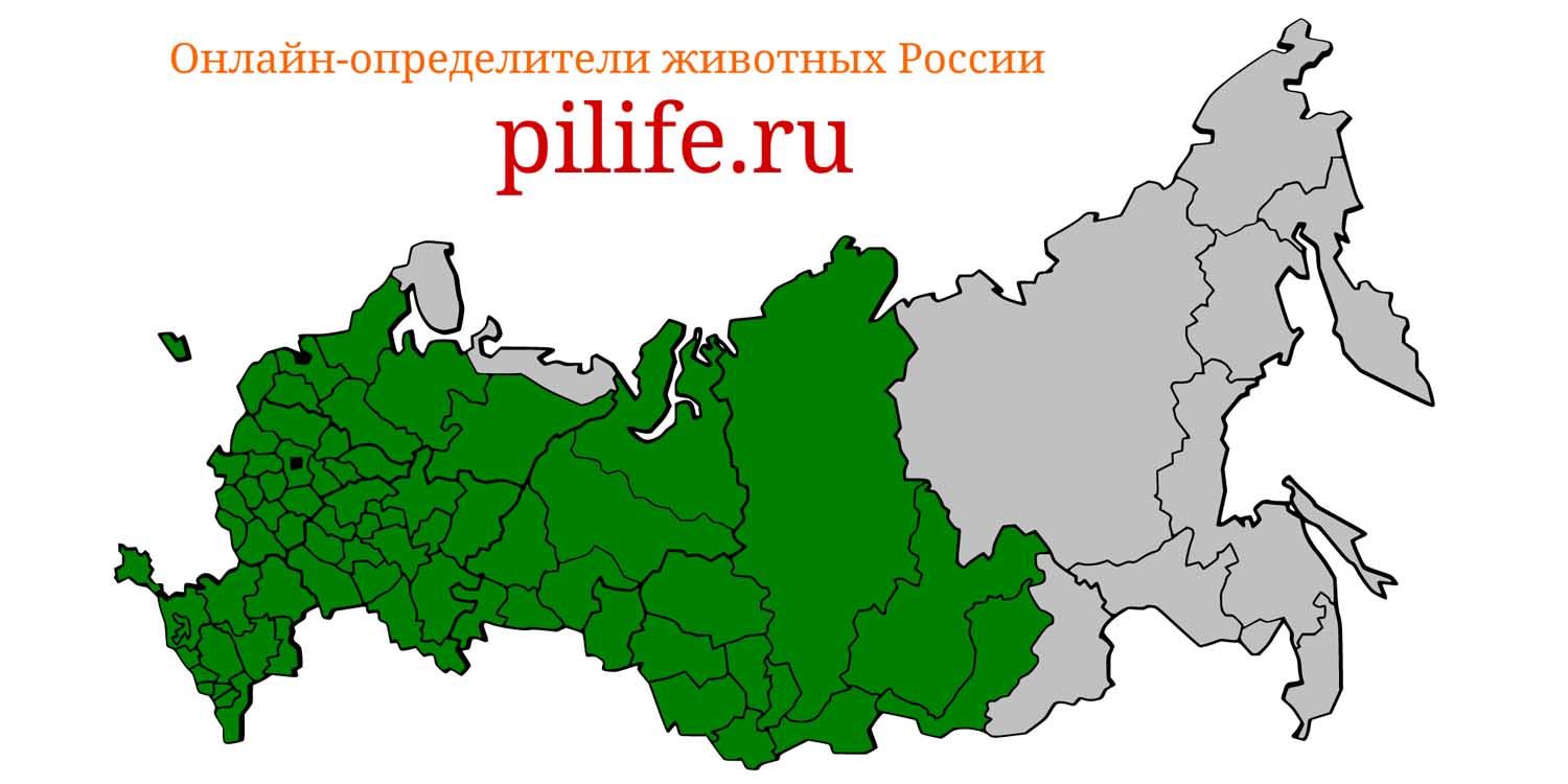 Ареал обитания natrix natrix на карте России