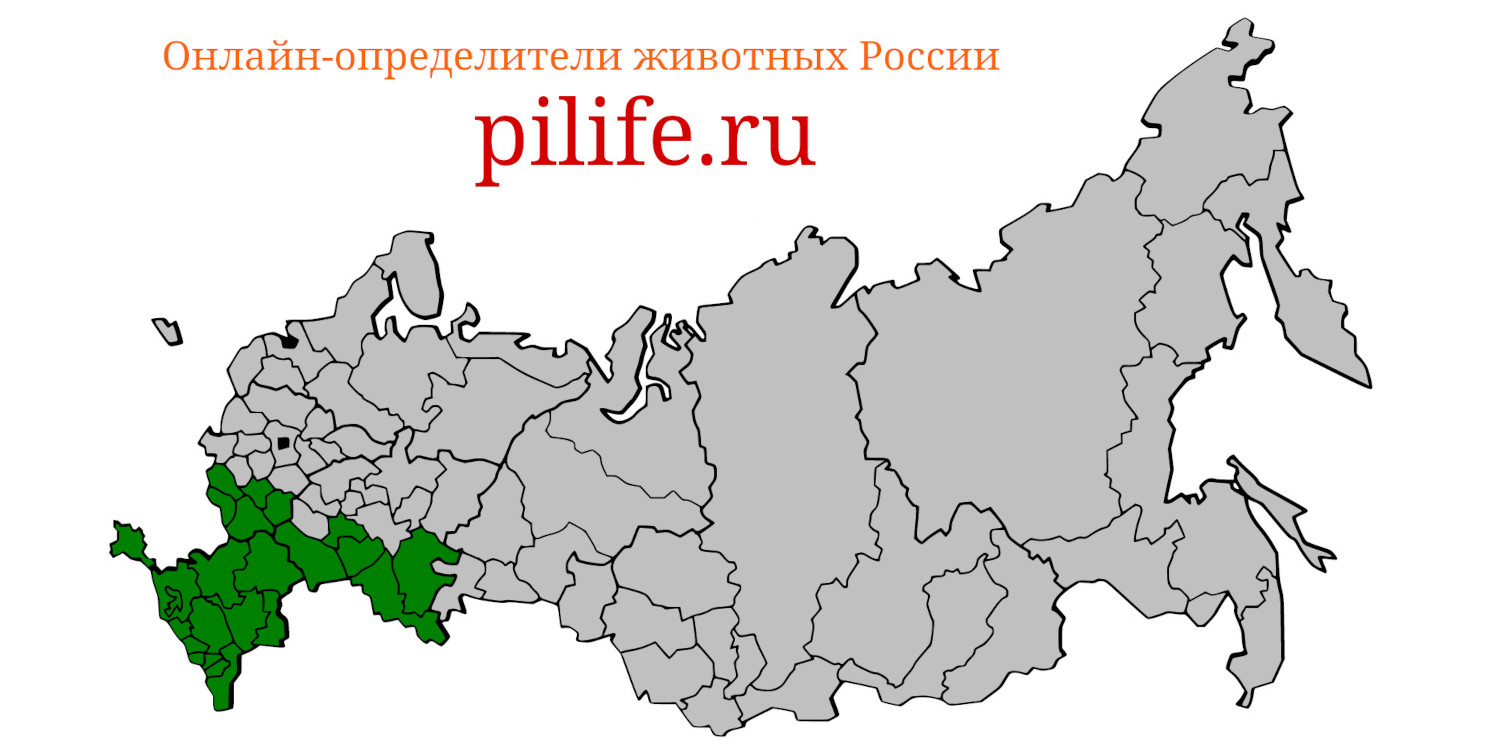 Ареал обитания natrix tesellata на карте России