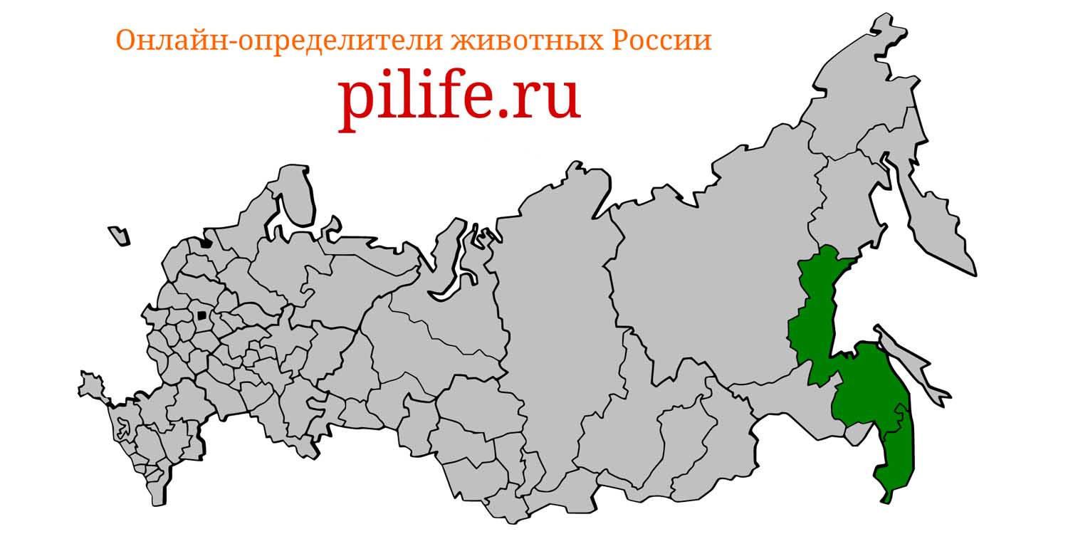 Ареал обитания rhabdophis tigrinus на карте России