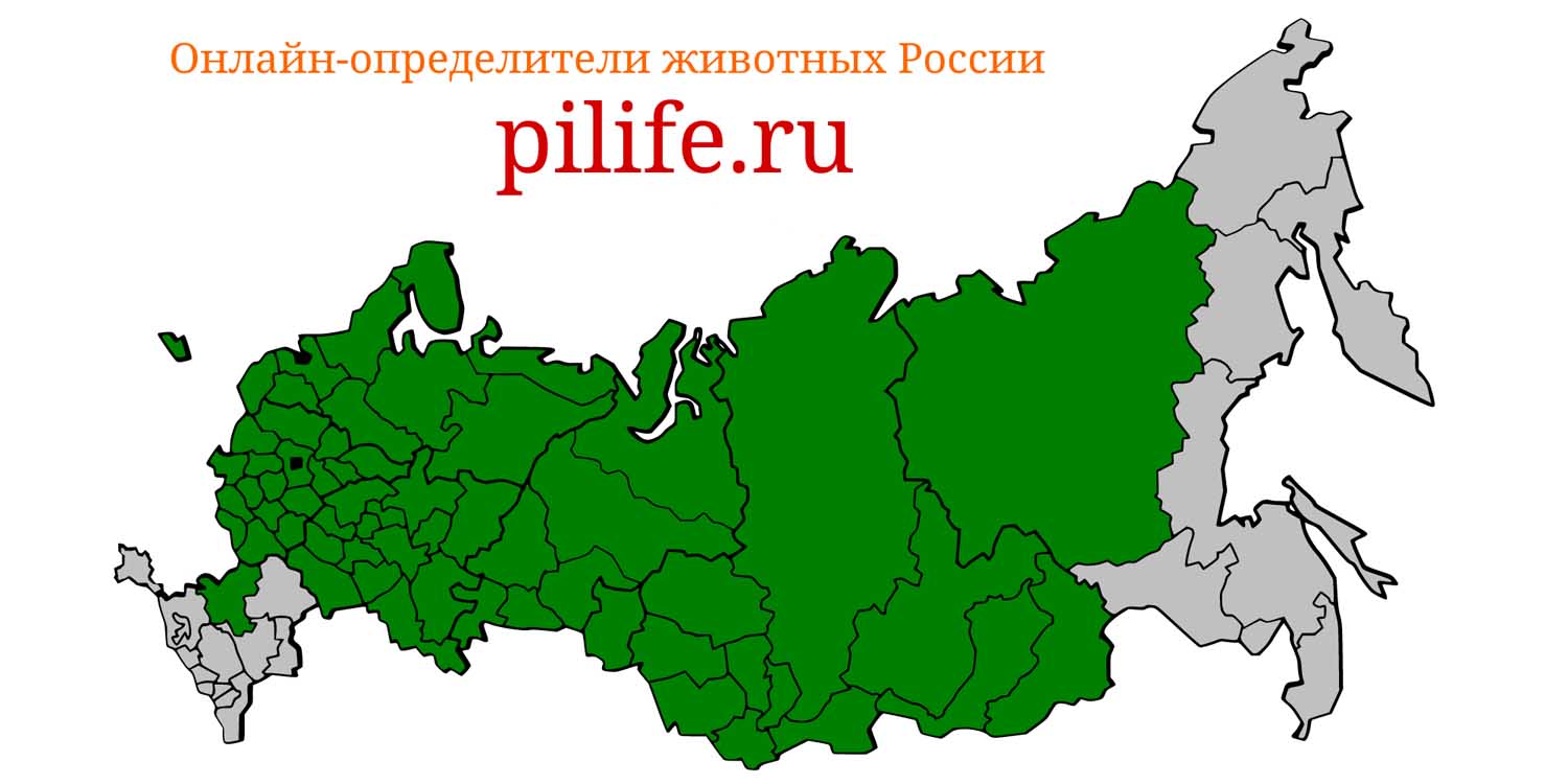 Ареал обитания vipera berus на карте России