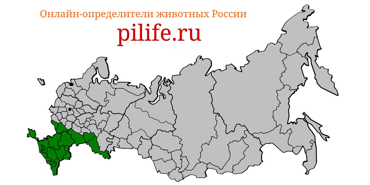 Ареал обитания vipera nikolskii на карте России